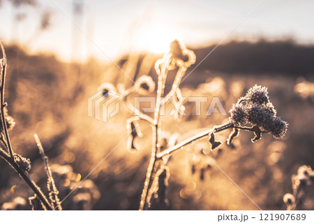 Dry burdock covered with frost and pieces of ice. Burdock illuminated by the morning sun. Beautiful winter morning dawn of nature. 121907689