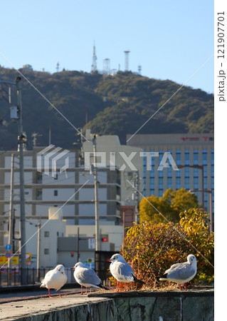 徳島のシンボル眉山をバックに佇むユリカモメ 徳島のシンボル眉山をバックに佇むユリカモメ 121907701