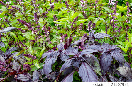 Basil blooming. 121907956