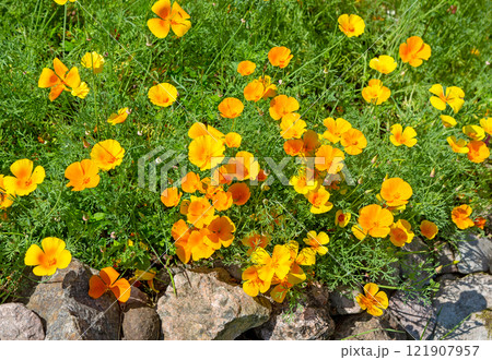 California Poppy (Eschscholzia californica) California Poppy (Eschscholzia californica) 121907957