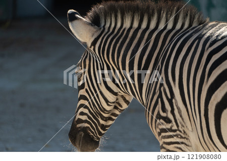 Zebra Stripes Zoo Enclosure Daylight: Close-up rear view of a zebra in a zoo enclosure on a sunny day, showcasing its distinctive stripes. 121908080