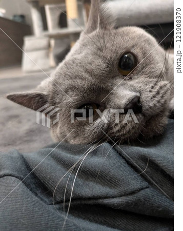 見つめる猫 121908370