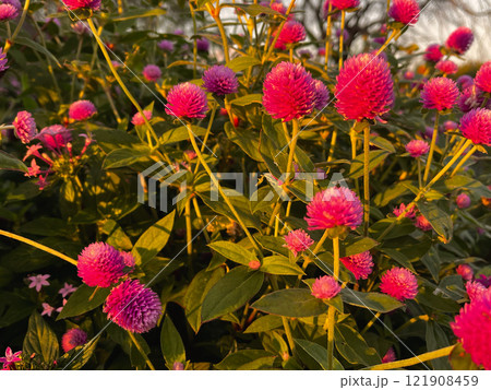 夕暮れ時の赤いセンニチコウの花 夕暮れ時の赤いセンニチコウの花 121908459