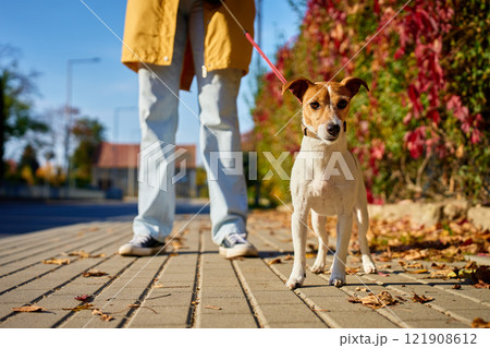 Woman walks with dog on leash on sunny day. Pet owner and Jack Russell Terrier on sidewalk at city street. Pet walking Woman walks with dog on leash on sunny day. Pet owner and Jack Russell Terrier on sidewalk at city street. Pet walking 121908612