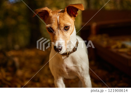 Dog standing in autumn park with colorful fallen leaves. Outdoor portrait of cute Jack Russell Terrier dog. Small dog walking in forest at autumn day Dog standing in autumn park with colorful fallen leaves. Outdoor portrait of cute Jack Russell Terrier dog. Small dog walking in forest at autumn day 121908614