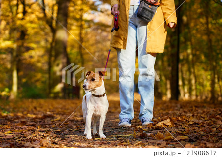 Jack Russell Terrier on leash walks with its owner through forest covered in colorful autumn leaves. Cute pet at morning walking. Woman with her pet have fun outdoors Jack Russell Terrier on leash walks with its owner through forest covered in colorful autumn leaves. Cute pet at morning walking. Woman with her pet have fun outdoors 121908617