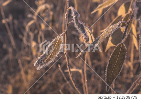 Plant leaves covered with frost. Macro photography of leaves. The sun fills the dry leaves of the bushes with soft golden light. Winter landscape of nature covered with frost 121908779