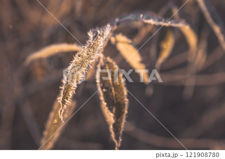 Plant leaves covered with frost. Macro photography of leaves. The sun fills the dry leaves of the bushes with soft golden light. Winter landscape of nature covered with frost 121908780