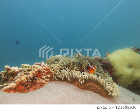 A Clownfish peaking out from its home in a stinging sea anemone A Clownfish peaking out from its home in a stinging sea anemone 121908936