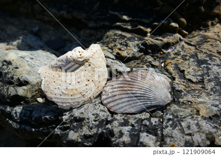 Seashells on a rock on a sunny beach. Two seashells background. 121909064