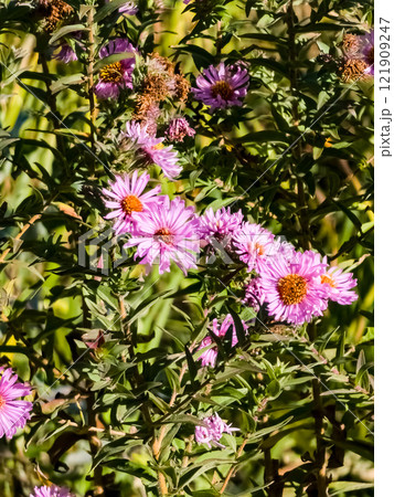 Alpine aster. Pink autumn flowers in the bright sun. 121909247