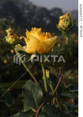 yellow colored rose plant on farm 121909404