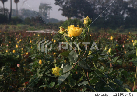 yellow colored rose plant on farm 121909405