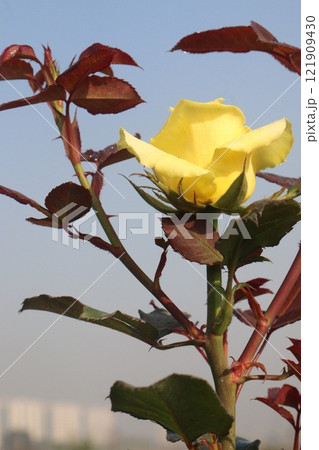 yellow colored rose plant on farm 121909430