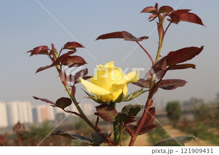 yellow colored rose plant on farm yellow colored rose plant on farm 121909431