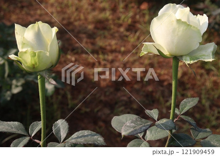 white colored rose plant on farm 121909459