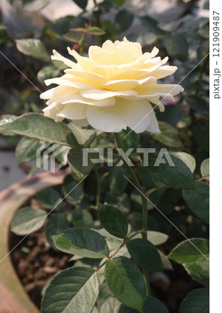 white colored rose plant on farm 121909487