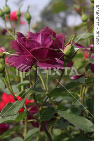 violet colored rose plant on farm 121909538