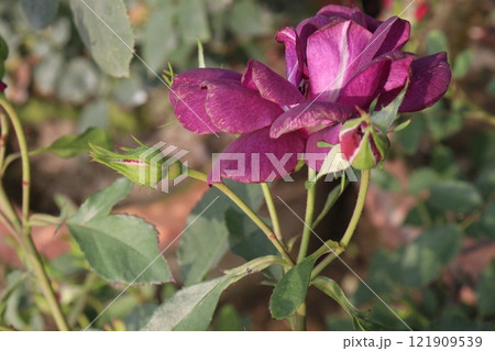 violet colored rose plant on farm 121909539