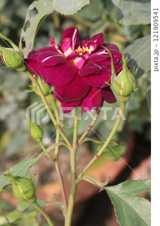 violet colored rose plant on farm 121909541