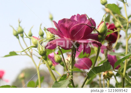 violet colored rose plant on farm 121909542