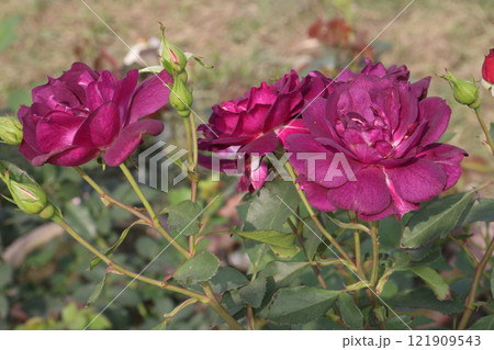 violet colored rose plant on farm 121909543