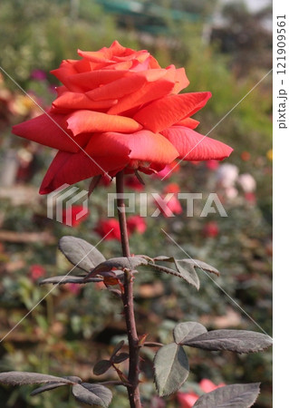 orange colored rose plant on farm 121909561