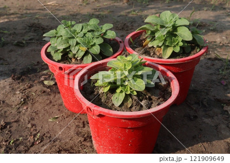 Petunia axillaris flower plant on pot Petunia axillaris flower plant on pot 121909649