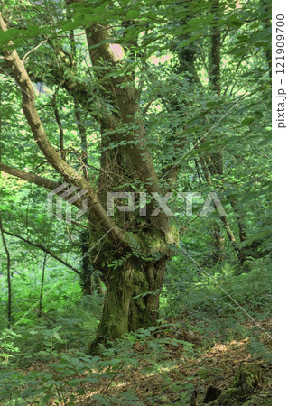 tree with twisted branches 121909700