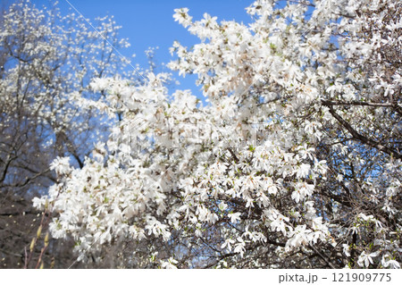 White magnolia and blue sky in spring. Floral background. Flowering trees. Nature. 121909775