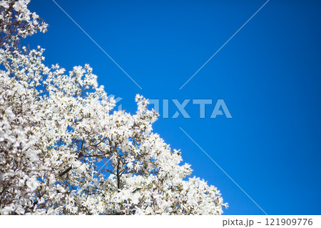 White magnolia and blue sky in spring. Floral background. Flowering trees. Nature. Copy space. White magnolia and blue sky in spring. Floral background. Flowering trees. Nature. Copy space. 121909776