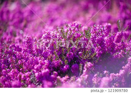 Heather flowers in the garden. Floral background. Violet, lilac flower. 121909780