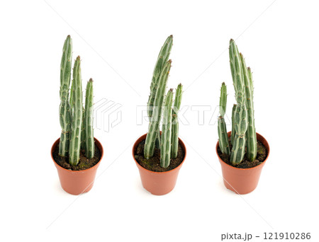 Pickle plant succulent, kleinia table plant, senecio stapeliiformis cactus desk pot, candle stick plant 121910286