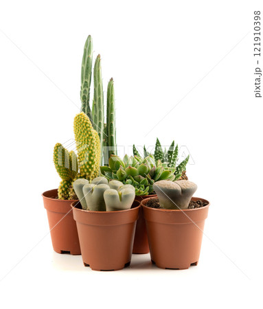 Mini cactus collection, tiny succulents for plant terrarium, office table plants, small cactus desk pots Mini cactus collection, tiny succulents for plant terrarium, office table plants, small cactus desk pots 121910398