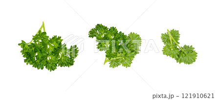 Parsley Twig Isolated, Cilantro Leaves, Raw Garden Parsley Twig, Fresh Curly Chervil Sprig, Corriender Leaves Parsley Twig Isolated, Cilantro Leaves, Raw Garden Parsley Twig, Fresh Curly Chervil Sprig, Corriender Leaves 121910621