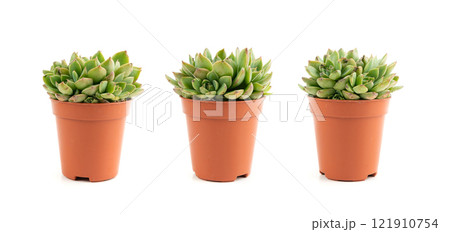 Graptopetalum, leatherpetal succulent isolated, pentandrum superbum office table plant 121910754