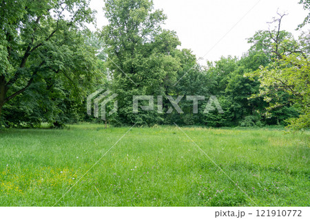 Spring Meadow Texture Background, Green Spring Landscape with Copy Space, Idyllic Meadow Banner Spring Meadow Texture Background, Green Spring Landscape with Copy Space, Idyllic Meadow Banner 121910772