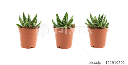 Haworthia succulent, zebra plant, mini aloe vera office table plant, star window cactus desk pot Haworthia succulent, zebra plant, mini aloe vera office table plant, star window cactus desk pot 121910802