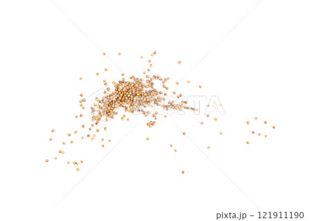 Coriander Seeds Isolated, Cilantro Grains, Chinese Parsley Seed Group, Dry Spices, Seasonings 121911190