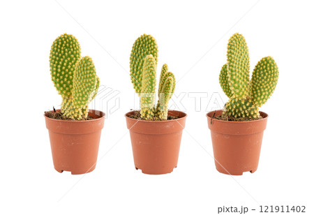 Bunny cactus succulent, Opuntia microdasys office table plant, polka dot mission cactus desk pot Bunny cactus succulent, Opuntia microdasys office table plant, polka dot mission cactus desk pot 121911402