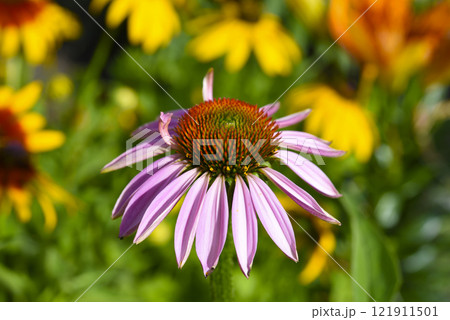 Echinacea purpurea. Yellow echinacea flowers in the summer garden. Echinacea purpurea. Yellow echinacea flowers in the summer garden. 121911501