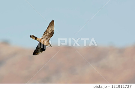 Falco eleonorae (Eleonora's Falcon), Greece 121911727