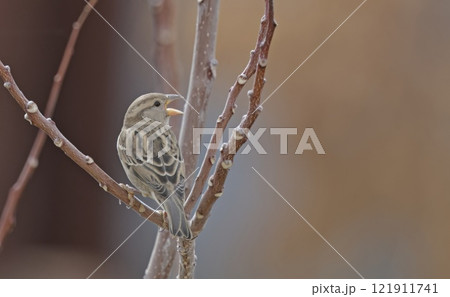 Female Italian Sparrow or cisalpine sparrow (Passer italiae), Crete 121911741