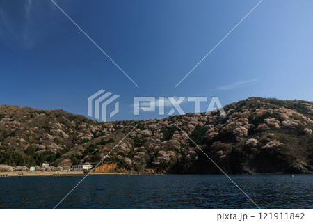 【福井県】神子の山桜 121911842