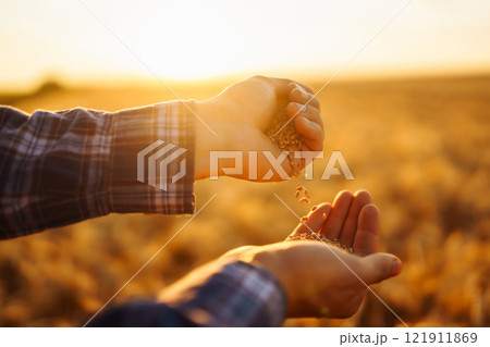 Farmers hands pour grain into field from hand to hand. Agriculture, gardening or ecology concept. 121911869