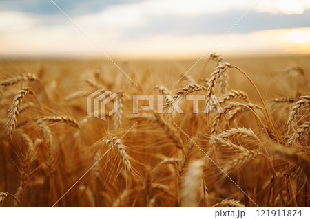 Amazing background of ripening ears of yellow wheat field against the blue sky. Agricultural farm. Amazing background of ripening ears of yellow wheat field against the blue sky. Agricultural farm. 121911874