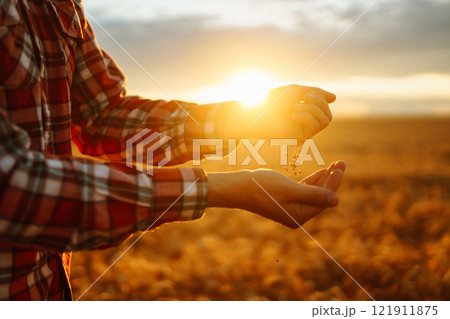 Farmers hands pour grain into field from hand to hand. Agriculture, gardening or ecology concept. 121911875