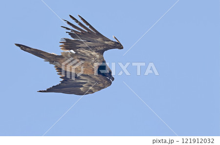 Bearded Vulture (Gypaetus barbatus), Crete 121912032
