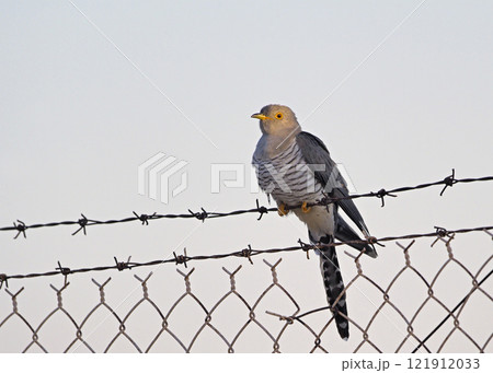 Common Cuckoo - Cuculus canorus, Greece Common Cuckoo - Cuculus canorus, Greece 121912033