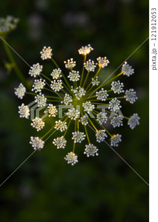 A beautiful hogweed plant. Heracleum. White weed flowers. 121912053